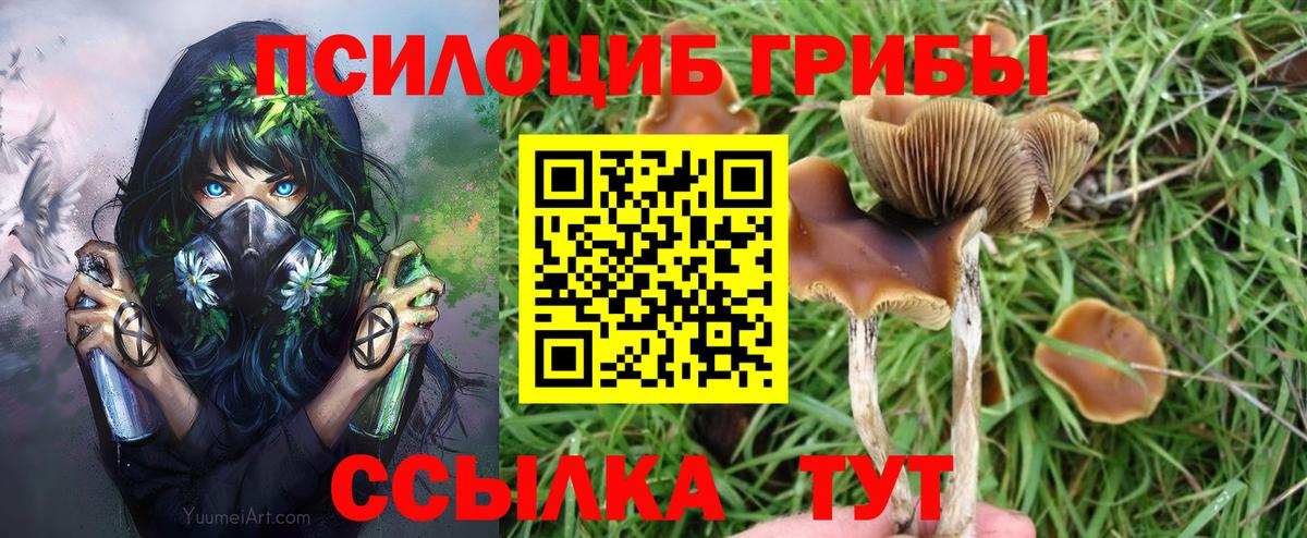 Галлюциногенные грибы Psilocybe Брянск